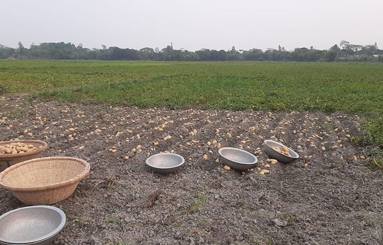 আলুর জন্য বিখ্যাত ঢাকার পার্শ্ববর্তী জেলা মুন্সিগঞ্জ। জেলার সিরাজদিখান ও শ্রীনগরে প্রতি বছরের মতো এবারও আলুর বাম্পার ফলন হয়েছে। যদিও জেলার সব জায়গায় আলুর সমান ফলন হয়নি। ছবি: জাগো নিউজ