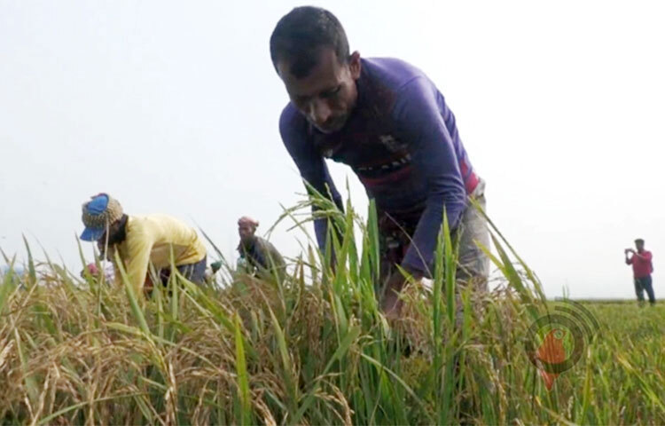 পাহাড়ি ঢলে কিশোরগঞ্জের হাওরে বাড়ছে পানি। গত ২৪ ঘণ্টায় হাওরের সবকটি নদীর পানি বিপৎসীমার কাছাকাছি অবস্থান করছে। এতে মাইকিং করে কৃষকদের দ্রæত ফসল কেটে নেওয়ার আহ্বান জানান জেলা প্রশাসন। ছবি: নূর মোহাম্মদ