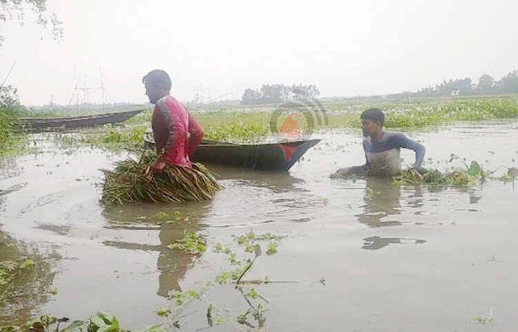 কুড়িগ্রামে শুরু হয়েছে বোরো ধান কাটার কাজ। সোনালি ধান ঘরে তুলতে ব্যস্ত সময় পার করছেন কৃষকরা। ঠিক এমন সময়ে টানা বৃষ্টির পানিতে বোরো ধান ক্ষেত তলিয়ে যাওয়ায় বিপাকে পড়েছেন চাষিরা। ছবি: মাসুদ রানা