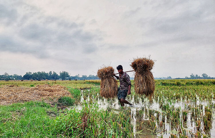 বৃষ্টির কারণে ধানের জমিতে হাঁটু পানি। পানি ডিঙিয়েই কাঁধে ভার বয়ে ধান নিয়ে যাচ্ছেন এক কৃষক। ছবিটি গাইবান্ধার কাকড়া গাড়ি বিল থেকে তোলা। ছবি: সাজেদুর আবেদীন শান্ত
