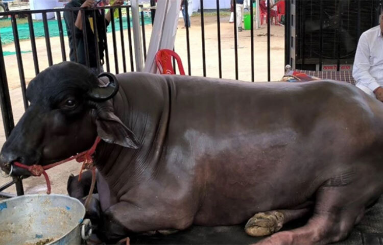 একটি মহিষের দাম সাড়ে ১২ কোটি টাকা, তার নিরাপত্তায় আবার ১২ জন বন্দুকধারী! অবাক লাগছে, তাই না? অবিশ্বাস্য মনে হলেও, এমনই ঘটেছে ভারতের মধ্যপ্রদেশ রাজ্যের মোরেনা জেলায়। ছবি: সংগৃহীত
