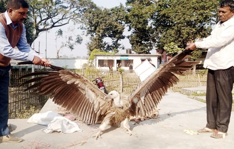 গাইবান্ধার সুন্দরগঞ্জ উপজেলায় হিমালয়ান প্রজাতির একটি শকুন উদ্ধার করেছেন এলাকাবাসী। আজ দুপুরে উপজেলার তারাপুর ইউনিয়নের নাচনী ঘগোয়া গ্রাম থেকে শকুনটি নিয়ে যায় বনবিভাগ। ছবি: জাগো নিউজ