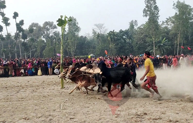 কুড়িগ্রাম সদর উপজেলার ঘোগাদহের সোনালী কুটির গ্রামে ষাঁড় গরুর মই দৌড় প্রতিযোগিতা অনুষ্ঠিত হয়েছে। ঐতিহ্যবাহী এ প্রতিযোগিতা দেখতে হাজারো মানুষ ভিড় করে। ছবি: ফজলুল করিম ফরাজী