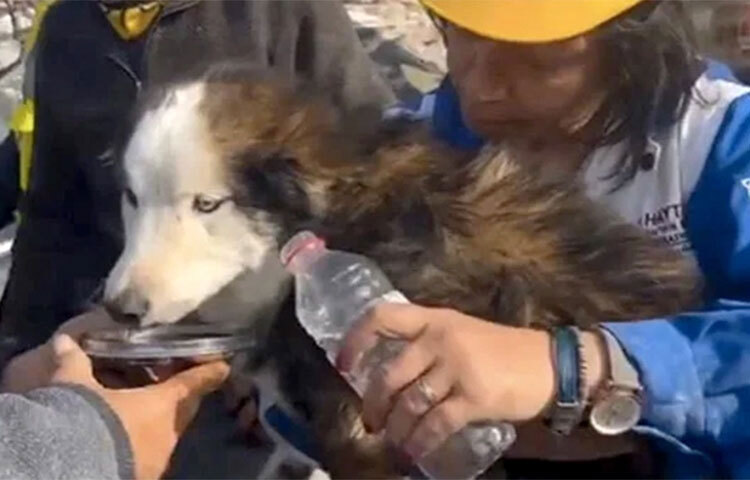 তুরস্কে চলতি শতাব্দীর ভয়াবহতম ভূমিকম্পের তিন সপ্তাহেরও বেশি সময় পর ধ্বংসস্তূপের নিচ থেকে জীবিত উদ্ধার করা হয়েছে একটি কুকুরকে। দেশটির হাতায় প্রদেশের আন্তাকিয়া জেলায় একটি ভবনের ধ্বংসস্তূূপ থেকে তাকে বের করে আনেন উদ্ধারকারীরা। ছবি: সংগৃহীত