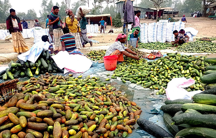 চলনবিলের ক্ষিরার হাট জমে উঠেছে। এখন দিঘরিয়া ও চরবন্ধনগাছা ক্ষিরার আড়ৎগুলোতে পাইকার-বিক্রেতাদের উপচেপড়া ভিড়। সকাল থেকে শুরু হয়ে সন্ধ্যা পর্যন্ত বেচাকেনা হচ্ছে শত শত টন ক্ষিরা। ছবি: জাগো নিউজ