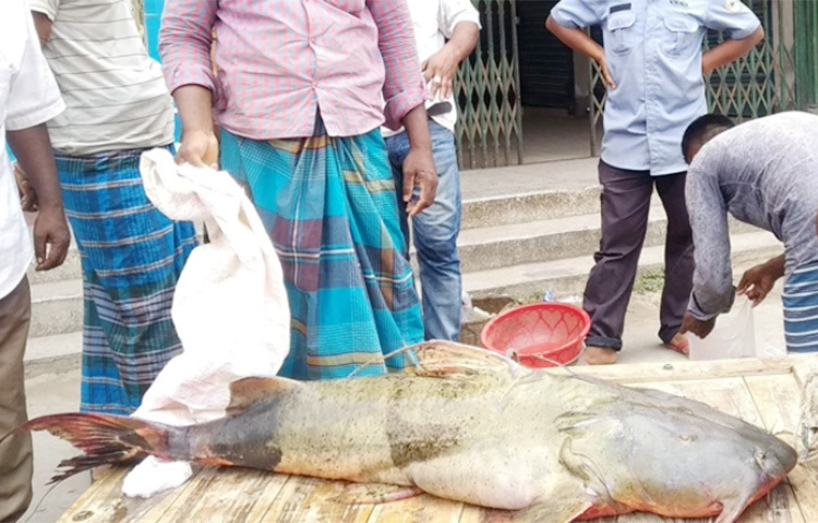 নাটোরের লালপুরে পদ্মা নদীতে ধরা পড়েছে ২৯ কেজি ওজনের বাঘাইড় মাছ। লিটন নামের এক জেলের জালে মাছটি ধরা পড়ে। মাছটি বিক্রির জন্য আজ নটোরের কেন্দ্রীয় মসজিদের সামনে ভ্যানে করে নিয়ে আসেন ফজলুর রহমান নামের এক মাছ ব্যবসায়ী। ছবি: জাগো নিউজ
