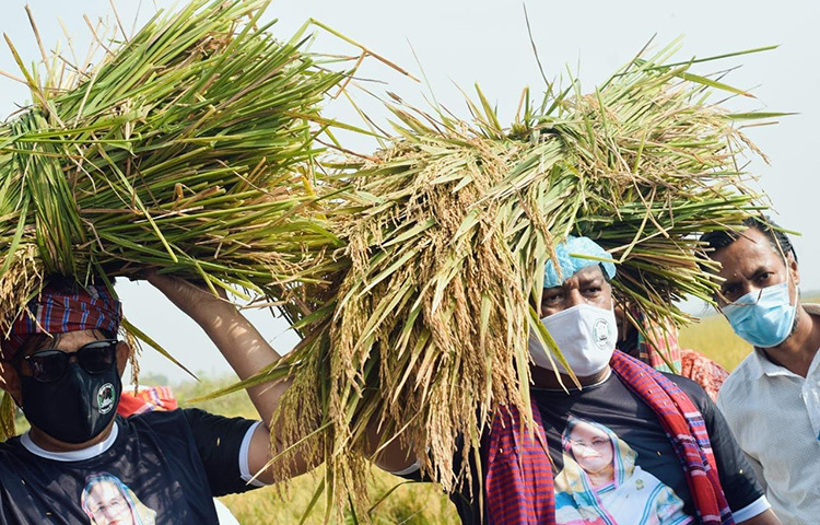 আজ মুন্সীগঞ্জের আড়িয়াল বিলে কৃষকের ধান কেটে দিয়েছে স্বেচ্ছাসেবক লীগ। ছবি: জাগো নিউজ