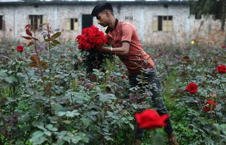 বাগান থেকে গোলাপ সংগ্রহ করছেন এক গোলাপ চাষি। ছবি: মাহবুব আলম