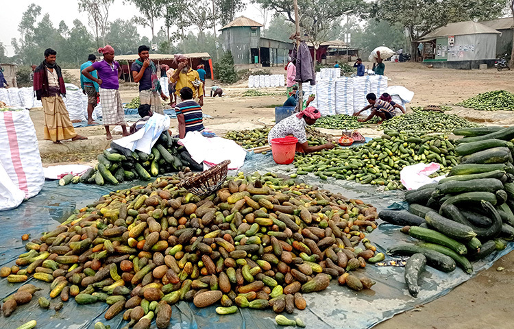 চলনবিলের তাড়াশ ও উল্লাপাড়ার উৎপাদিত ক্ষিরা স্থানীয় চাহিদা পূরণ করে প্রতিদিন শতাধিক ট্রাকে চট্টগ্রাম, বগুড়া, পাবনা, ঢাকা ও সিলেটসহ দেশের বিভিন্ন স্থানে সরবরাহ করা হচ্ছে বলে জানা গেছে। ছবি: জাগো নিউজ