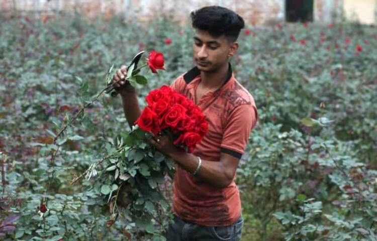 আশা করা হচ্ছে এবারও গোলাপের ভালো দাম পাবেন বিরুলিয়ার গোলাপ চাষিরা। ছবি: মাহবুব আলম