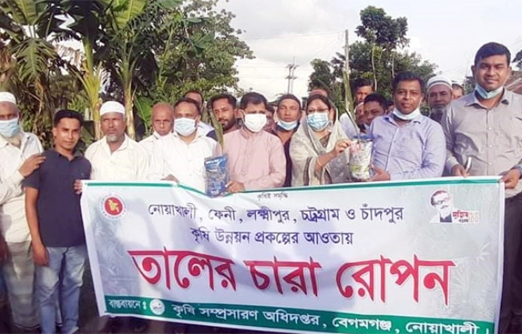 বজ্রপাত থেকে রক্ষা পেতে নোয়াখালীর বেগমগঞ্জ উপজেলার ৫ নম্বর ছয়ানী ইউনিয়নে ২৫০টি তালগাছের চারা ও এক হাজার তালবীজ রোপণ করা হয়েছে। ছবি: ইকবাল হোসেন মজনু