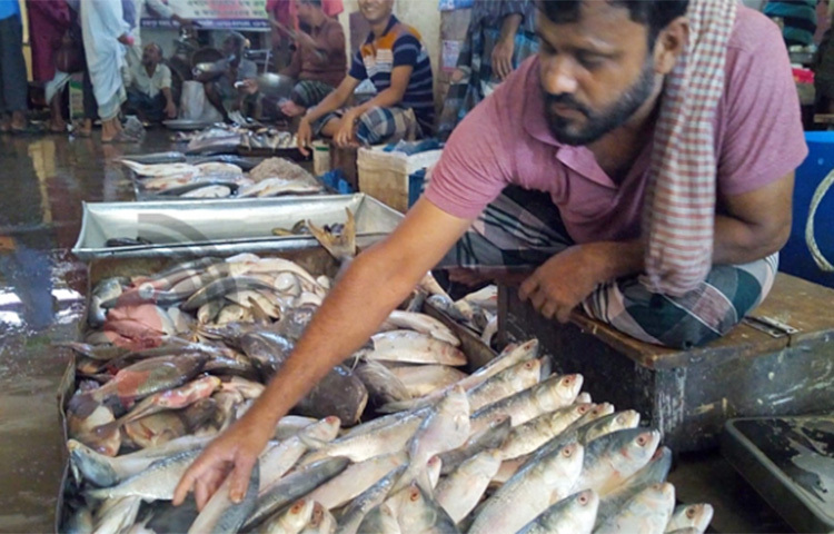 ঝালকাঠি ও এর আশপাশের নদ-নদীতে ইলিশের ভরা মৌসুমে ধরা পড়ছে প্রচুর মা ইলিশ। আকারে বেশ বড় এসব ইলিশ অন্য সময়ের চেয়ে খেতেও সুস্বাদু। শুধু বাজারে নয় এসব ইলিশ বিক্রি হচ্ছে শহরের অলি-গলি ও বাসাবাড়িতেও। ছবি: আতিকুর রহমান