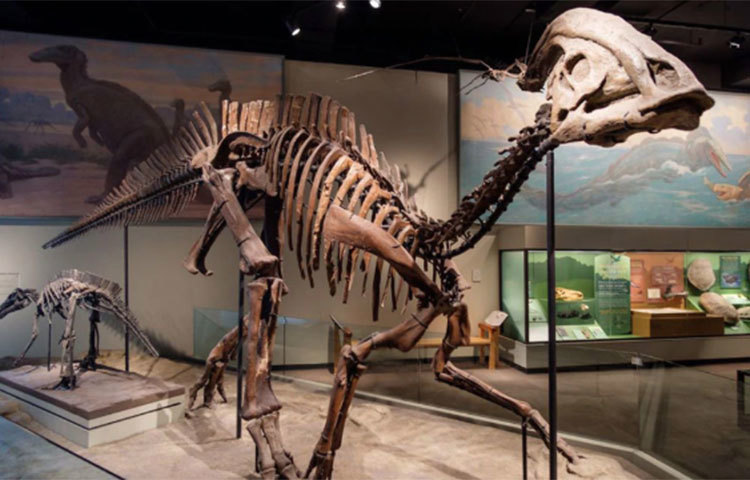 আদিম পৃথিবীতেও প্রাণীর শরীরে বাসা বেঁধেছিল ক্যান্সার! সম্প্রতি কানাডায় (Royal Ontario Museum in Toronto) একটি ডাইনোসরের কঙ্কাল পরীক্ষা করতে গিয়ে এমনই কিছু নতুন তথ্য জানিয়েছেন একদল বিজ্ঞানী।