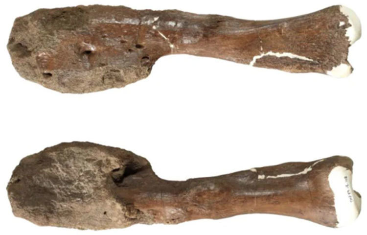 ওই ডাইনোসরের কঙ্কাল পরীক্ষা করে সেটির পায়ে বেশ কিছু সমস্যা লক্ষ্য করেন বিজ্ঞানীরা। ডাইনোসরের পায়ের হাড়ের গড়নে কিছু অস্বাভাবিক ফারাক লক্ষ্য করেন আর তাতেই তাদের সন্দেহ হয়।