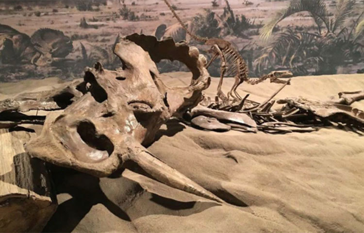 কঙ্কাল পরীক্ষা করে বিজ্ঞানীরা জানান, এটি প্রায় সাড়ে ৭ কোটি বছরের পুরনো। তাদের দাবি, এই ডাইনোসরটি হাড়ের ক্যান্সারে আক্রান্ত ছিল। ফলে ডাইনোসরের পায়ের হাড়ের গড়নে কিছু অস্বাভাবিক পরিবর্তন ঘটেছিল।