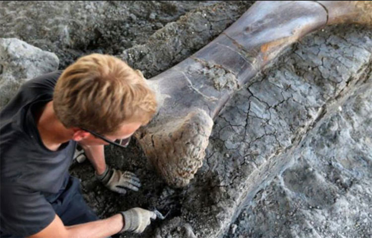 বিজ্ঞানীরা জানান, এই ধরনের হাড়ের ক্যান্সার হাড় দ্রæত নষ্ট করে দেয় এবং এর ফলে শরীরের অন্যান্য স্নায়ুও ক্ষতিগ্রস্ত হয়। বিজ্ঞানীদের অনুমান, ডাইনোসরের দ্রæত হারে বৃদ্ধির কারণেই এই ধরনের ক্যান্সার এদের শরীরে বাসা বেঁধেছিল।