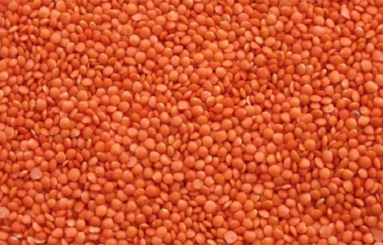 মসুর ডাল আামদের ঘরে ঘরে প্রধান এক ডালশস্য রূপে পরিচিত।