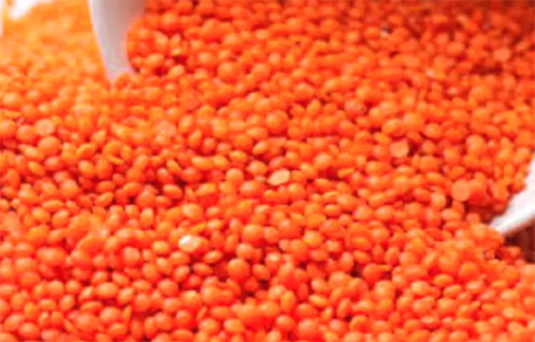 মসুর ডাল অসুস্থ থেকে শিশু, গর্ভবতী মহিলা থেকে বয়ষ্ক মানুষ সবাই খেতে পারেন।