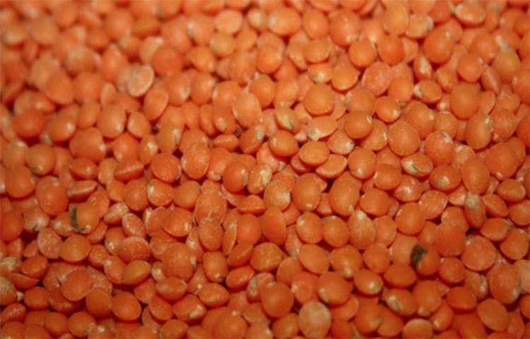 এরমধ্যে আমিষের ভাগ থাকে বলেই মুসুর ডালকে আমিষ হিসাবে ধরা হয়। আমিষ অর্থাৎ হাই প্রোটিন থাকে বলেই আমিষ হিসাবে এই ডালকে গণ্য করা হয়ে থাকে।