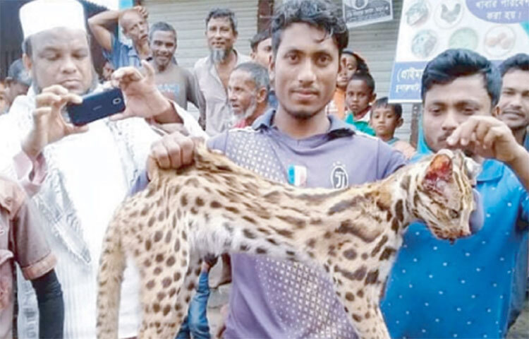 হবিগঞ্জের চুনারুঘাটে থামছে না বন্যপ্রাণী হত্যা। বাঘ মনে করে এবার একটি চিতা বিড়ালকে পিটিয়ে হত্যার অভিযোগ উঠেছে গ্রামবাসীর বিরুদ্ধে। এ ঘটনায় শতাধিক ব্যক্তির বিরুদ্ধে মামলা করেছে বন বিভাগ। শনিবার (২২ জানুয়ারি) রাতে চুনারুঘাট থানায় মামলাটি করা হয়। এর আগে হত্যা করা হয় একটি শেয়াল। ছবি: সৈয়দ এখলাছুর রহমান খোকন