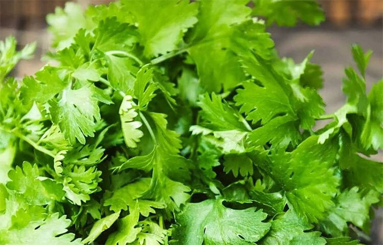 ধনেপাতায় প্রচুর পরিমাণে ফাইবার ও অ্যান্টিঅক্সিড্যান্ট আছে। এর ফলে পরিপাক ক্রিয়া উন্নত হয়। সবুজ ধনেপাতায় মেটাবলিজম হার বাড়ে। গ্যাসে পেট ফেঁপে যাওয়া ও কোষ্ঠকাঠিন্যর মতো সমস্যা নিয়ন্ত্রিত হয়। ছবি: সংগৃহীত