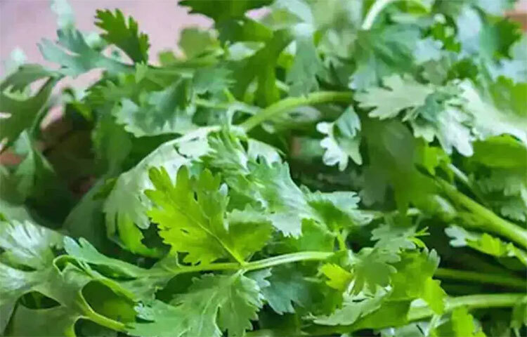 ধনেপাতায় থাকা অ্যান্টিঅক্সিড্যান্ট স্ট্রেস কমিয়ে দেয়। উদ্বেগ কমিয়ে স্মৃতিশক্তি বৃদ্ধি করতে সাহায্য করে ধনেপাতা। ছবি: সংগৃহীত