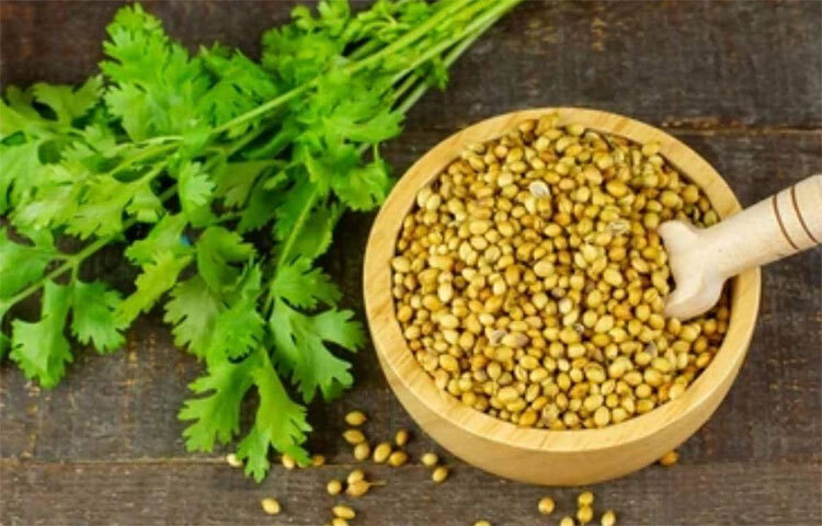 রক্তে শর্করার মাত্রা নিয়ন্ত্রণ করে ধনেপাতা। শরীর থেকে দূরে রাখে সংক্রমণকেও। ধনেপাতার অ্যান্টিমাইক্রোবিয়াল উপাদান যকৃৎ সংক্রমণ নিয়ন্ত্রণ করে। মূত্রনালীতে সংক্রমণ বা ইউটিআই নিরাময়েও ধনেপাতা উপকারী। ছবি: সংগৃহীত