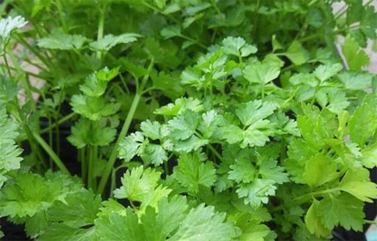 ভিটামিন ও প্রোটিন ছাড়া ধনেপাতায় আছে ক্যালসিয়াম, আয়রন ও ম্যাঙ্গানিজ। ফলে রক্তচাপ নিয়ন্ত্রিত হয় ও কোলেস্টেরল মাত্রা কম থাকে। নিয়মিত ধনেপাতা খেলে হৃদরোগের আশঙ্কা কম হয়। ছবি: সংগৃহীত