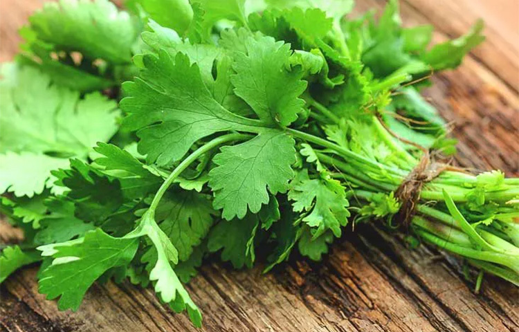 কোলেস্টেরল কম করে: শুধু খাবারের স্বাদ বৃদ্ধিই নয়, বরং কোলেস্টেরলের স্তর কম করতে সাহায্য করে ধনেপাতা। ছবি: সংগৃহীত