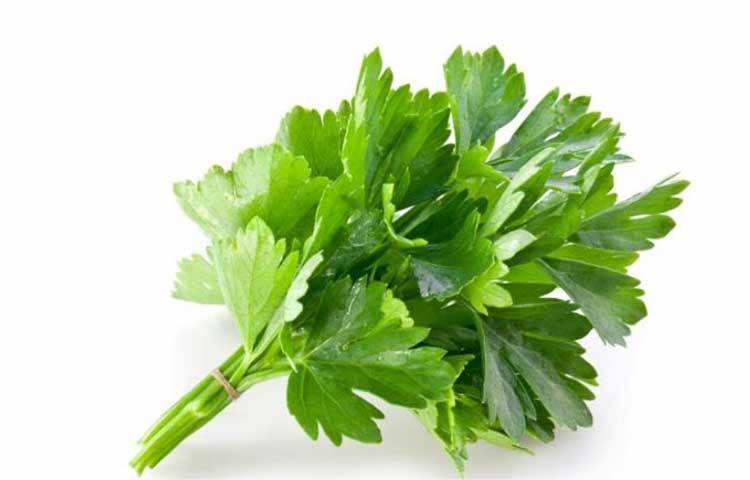 লিভার বা যকৃতকে সুস্থ রাখতে ধনেপাতা অত্যন্ত কার্যকরী একটি ভেষজ উপাদান।