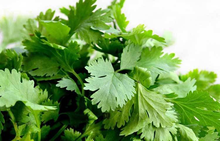 ডায়াবেটিসে আক্রান্তদের জন্য ধনেপাতা খুবই উপকারি। ধনেপাতা রক্তে ইনসুলিনের ভারসাম্য বজায় রাখে আর রক্তে শর্করাও নিয়ন্ত্রণে রাখে।