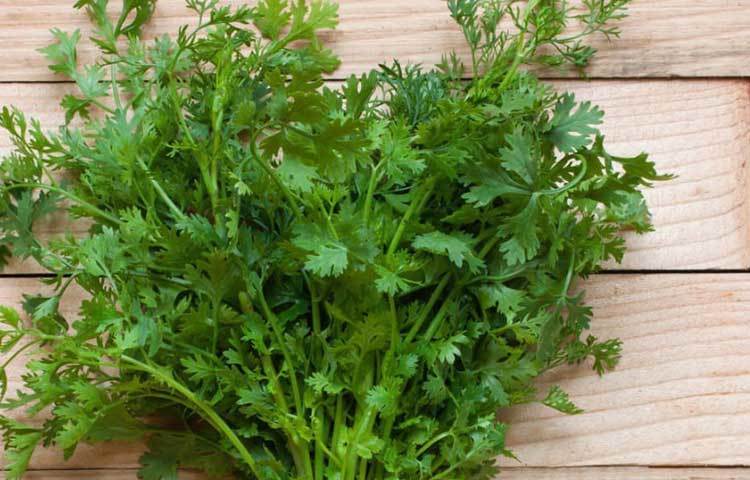 ধনেপাতা শরীরের ক্ষতিকারক কোলস্টেরলকে কমিয়ে উপকারি কোলেস্টেরলের মাত্রা বৃদ্ধি করে।