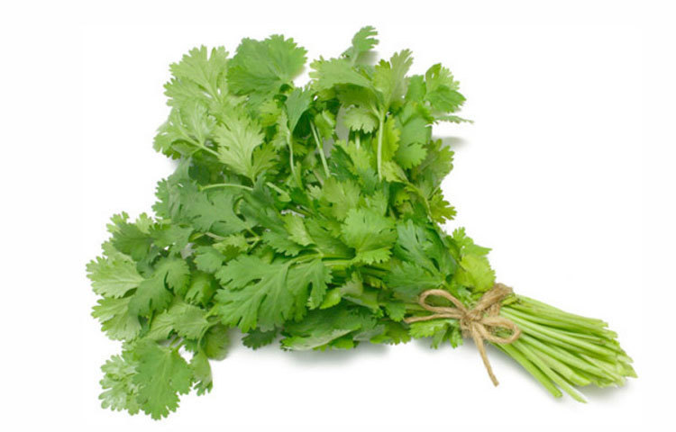 দাঁত মজবুত করতে ও মাড়ির সুস্থতায় ধনেপাতা অত্যন্ত কার্যকরী একটি ভেষজ উপাদান।