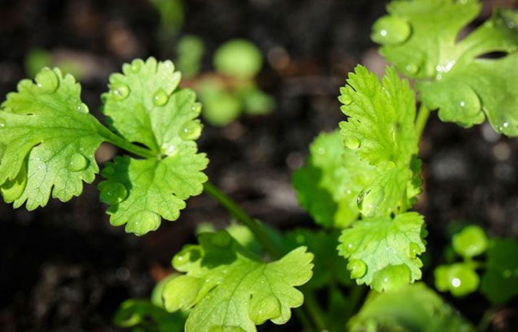 ধনেপাতার মধ্যে আয়রন থাকে। তাই রক্তাল্পতা রোধে সাহায্য করে এই খাবার।