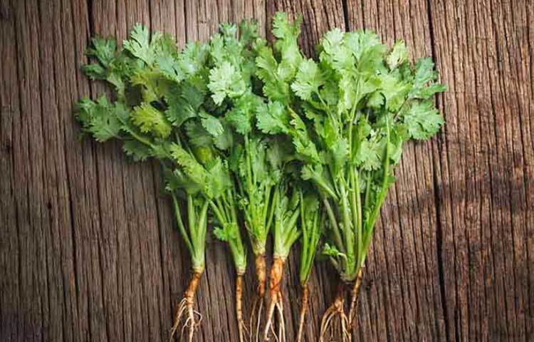 ধনেপাতার মধ্যে অ্যান্টিসেপটিক উপাদান থাকায় তা শরীরে টক্সিন দূর করতেও সাহায্য করে। এর অ্যান্টিফাঙ্গাল এবং অ্যান্টিঅক্সিড্যান্ট উপাদান বিভিন্ন চর্মরোগ কমায়।