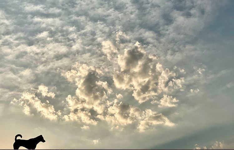 আইপিএল স্থগিত। চেন্নাইয়ের পরিবর্তে আপাতত ফার্মহাউসেই সময় কাটাতে হচ্ছে ধোনিকে।