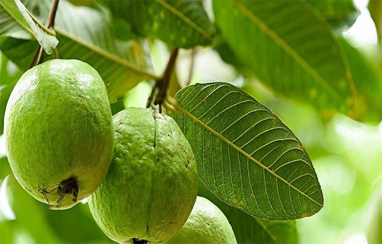 পেয়ারা: কম ক্যালোরি এবং ফাইবার সমৃদ্ধ ফল পেয়ারা ধীরে ধীরে হজম হয় এবং শরীরের কোষ দ্বারা ধীরে ধীরে শোষিত হয়। এটি অন্যান্য ফলের মতো রক্তে শর্করার মাত্রা বাড়ায় না। এতে কমলালেবুর চেয়ে চার গুণ বেশি ভিটামিন সি রয়েছে। এছাড়া এতে সোডিয়ামের পরিমাণ কম এবং পটাশিয়াম বেশি। এই উপাদাগুলো রোগ প্রতিরোধ ক্ষমতা বাড়াতে এবং দীর্ঘস্থায়ী রোগের ঝুঁকি কম করে। ছবি: সংগৃহীত