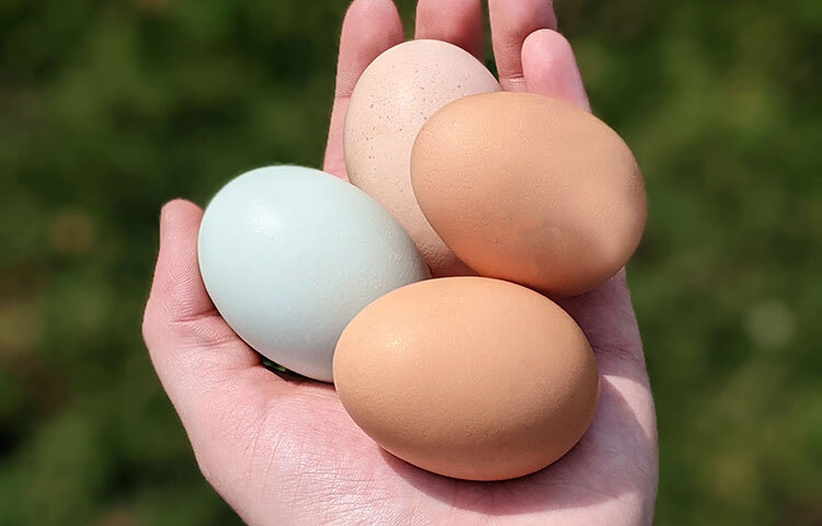 পুষ্টির উৎস হিসেবে ডিম সেরা বলে রোগীদের পথ্যে ডিমের অত্যাবশ্যকীয়। ছবি: সংগৃহীত