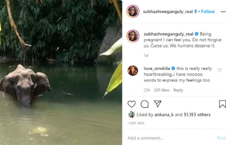 খুব শীঘ্রই মা হতে চলেছেন, তাই গর্ভবতী হাতিটির কষ্টের সঙ্গে একাত্ম হয়ে শুভশ্রী লিখেছেন, ‘আমিও মা হতে চলেছি, তাই কষ্টটা অনুভব করতে পারছি। কখনও আমাদের ক্ষমা করো না মানুষ তার যোগ্যই নয়।’