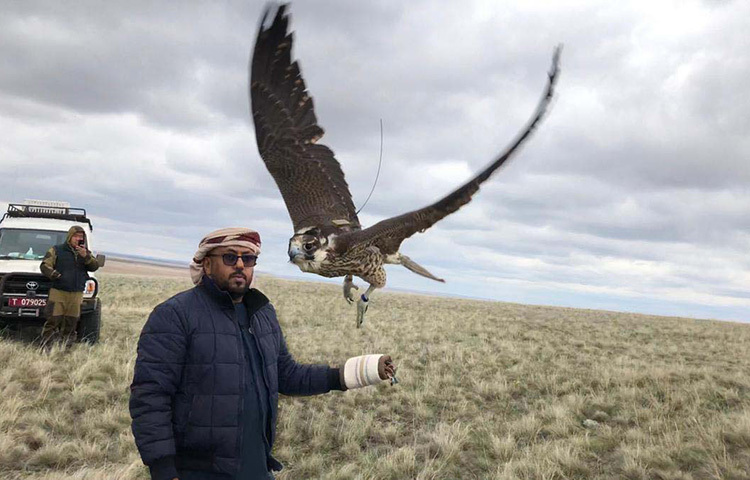 জানা যায়, উমাইয়া খলিফা মুয়াবিয়া বিন আবু সুফিয়ান এবং হিশাম বিন আব্দুল মালেক এই বাজ খেলা খুবই পছন্দ করতেন। আব্বাসীয়দের শাসনামলে এই বাজ খেলার ব্যাপক সমৃদ্ধি লাভ করে। খলিফা হারুন উর রশিদ নিজে বাজ খেলায় প্রচণ্ড অনুরক্ত ও পৃষ্ঠপোষক ছিলেন। তিনি প্রতিবেশী রাষ্ট্রনায়কদের বাজপাখি উপঢৌকন হিসেবে পাঠাতেন। ছবি: সংগৃহীত