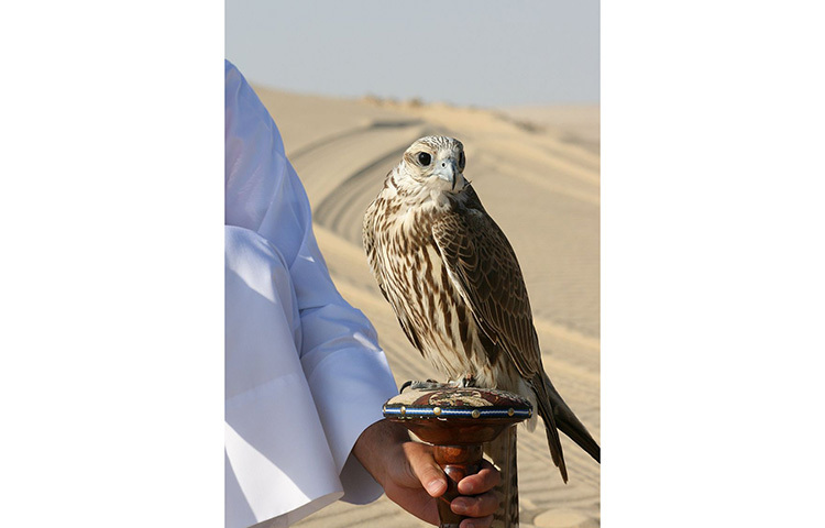 খ্রিষ্টের জন্মের ৭০০ বছর আগে জাপান-কোরিয়া অঞ্চলে সেনাবাহিনীদের অনুষঙ্গ ছিলো এই বাজ খেলা। ধীরে ধীরে তা ছড়িয়ে পড়ে চীনে। চীনে শিকারী বাজের ইতিহাস সুপ্রাচীন। চীনের রাজনীতি ও ক্ষমতার মধ্যে বাজ খেলার যোগসূত্র রয়েছে। ছবি: সংগৃহীত