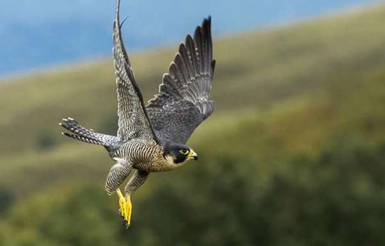 মঙ্গোলিয়ান সেনাবাহিনীতে হাজার বছর আগে থেকেই উঁচুমানের প্রশিক্ষণ হিসেবে বাজ খেলা প্রশিক্ষণে সেনা সদস্যদের দক্ষ করে গড়ে তোলা হতো। এই বাজ শিকারী সেনাদের মাধ্যমেই যুদ্ধক্ষেত্রে সেনাদের খাবার সরবরাহের ব্যবস্থা করা হতো। ছবি: সংগৃহীত