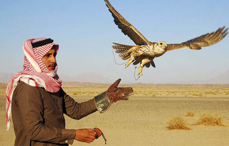 মুহূর্তে বিদ্যুৎ গতিতে বাজ উড়ে উধাও হয়ে গেলো শুন্য আকাশে। তারপর কয়েক সেকেন্ডেই ছোঁ মেরে শিকারকে ধারালো পায়ের নখে বন্দী করে মালিকের কাছে ধরে আনলো। এরই নাম বাজ খেলা। ছবি: সংগৃহীত