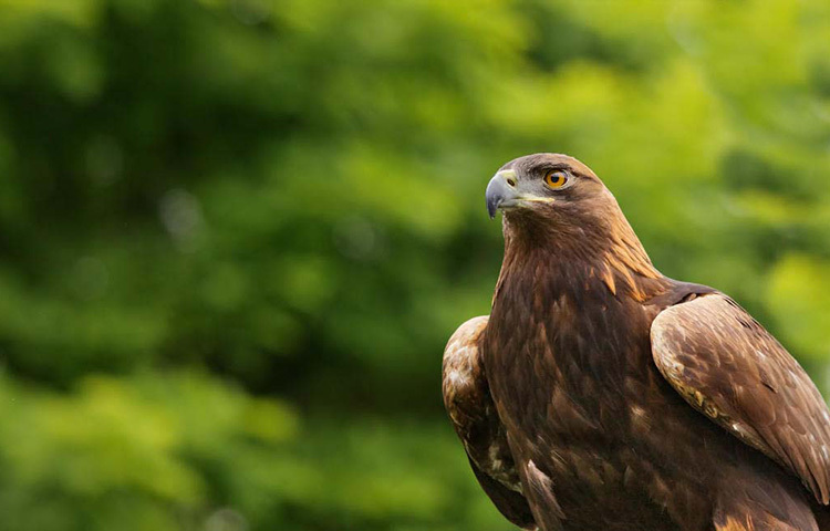 না দেখলে বিশ্বাস করা যায় না। মানুষ আর পাখির মাঝে অদ্ভূত রাডারের মতো এক যোগাযোগ ঘটে এ সময়ে। পুরোপুরি নিয়ন্ত্রকের ভূমিকায় থাকে অভিজ্ঞ ফ্যালকনার বা বাজ পাখির উস্তাদ- প্রশিক্ষক। যে কোনো সময় তার সামান্য ইঙ্গিতে মাঝ আকাশ থেকে ফিরে আসে বাজ পাখি। ছবি: সংগৃহীত