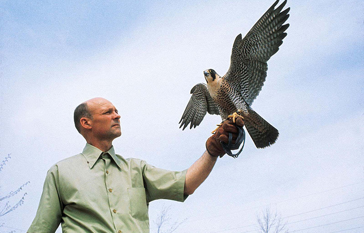 বাজ খেলার ইতিহাস অনেক পুরনো। অনেকেই বলে থাকেন, মানব সভ্যতার বিকাশের পর পরই এই বাজ খেলা চলে এসেছে। আবার কেউবা বলেন, বাজ খেলার ইতিহাস দশ হাজার বছরেরও আগের। জানা যায়, মধ্যপ্রাচ্য ও মঙ্গোলীয় সাম্রাজ্যে ঐতিহাসিকভাবে বাজ খেলা খুবই জনপ্রিয় ছিলো। শিল্প-সাহিত্য-সংস্কৃতি ও সাধারণ খেলাধুলার মতোই বাজ খেলা ছিলো এক আভিজাত্য। ছবি: সংগৃহীত