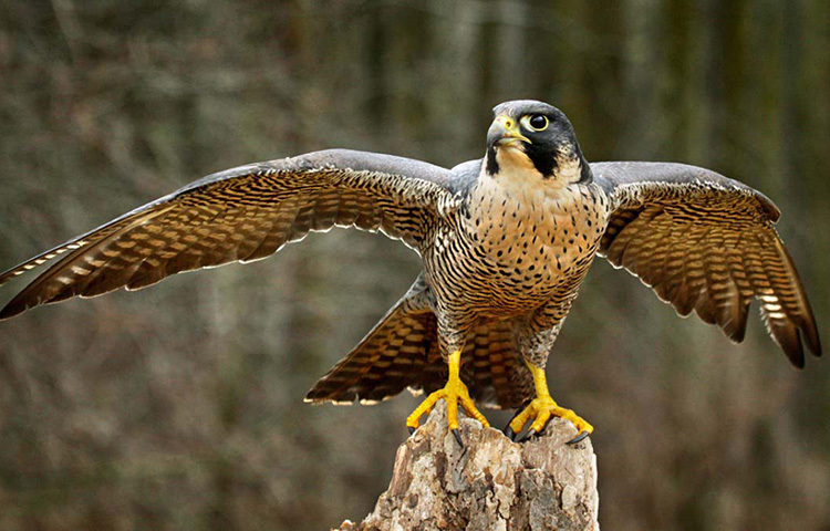 আরবের অসংখ্য কবি, সাহিত্যিক, গীতিকার বাজ খেলার প্রশংসা করে অনেক কবিতা-সাহিত্য রচনা করে গেছেন। তবে মরুভূমির যাযাবর বেদুইনরা বাজ পাখি শিকারের কাজে ব্যবহার করতো না। তারা বাজপাখি দিয়ে প্রতিযোগিতা খেলা খেলতো। বলা হতো, মরুবাসীদের জীবন বাঁচানের উপায় হলো এই বাজ খেলা। ছবি: সংগৃহীত