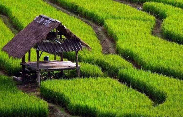 প্রথমে পালা করে বর্ষায় ধান এবং ধান উঠে যাওয়ার পর শীতে বাদাম চাষ করতে শুরু করেন। কিন্তু প্রথম প্রথম হতাশই হয়েছিলেন বিদ্যাধরন। বিষয়টা যতখানি সহজ এবং লাভজনক মনে করেছিলেন, ততটা একেবারেই ছিল না।