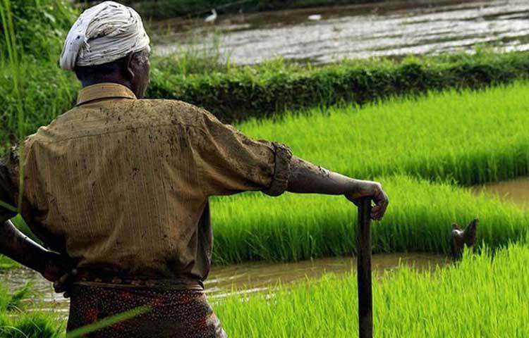 বছরে ধান চাষ করে মাত্র তিন হাজার এবং বাদাম চাষ করে ২০ হাজার টাকা লাভ করেছিলেন। আর চাষাবাদে যা পরিশ্রম এবং টাকা ইনভেস্ট করেছিলেন, সেগুলো বাদ দিয়ে তার বছরে লাভ হয়েছিল মাত্র ১০ হাজার টাকা।