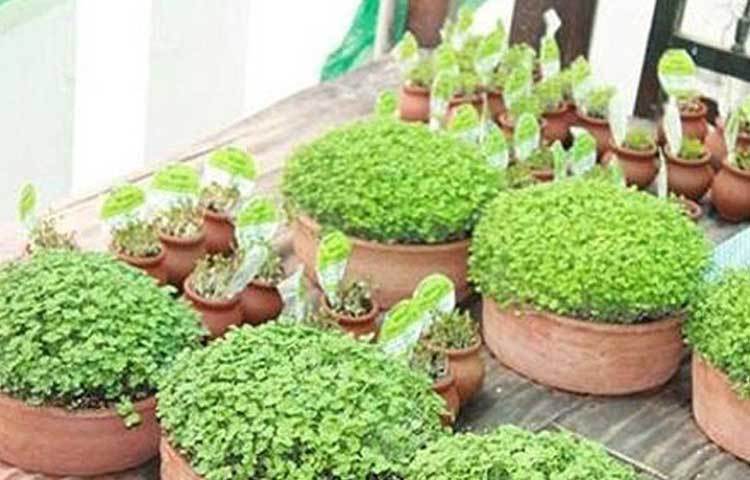 তবে পরে লেটুস, আলফার চাহিদা জেনে অন্য সমস্ত চাষাবাদ ছেড়ে সালাদের উপযোগী এই মাইক্রোগ্রিনস চাষ করতে শুরু করেন তিনি। প্রথম প্রথম প্রতি সপ্তাহে বিভিন্ন হোটেল, রেস্তোরাঁয় ১২ কেজি করে শাক সরবরাহ করতে শুরু করেন। এখন ৫০ কেজি করে সরবরাহ করেন।