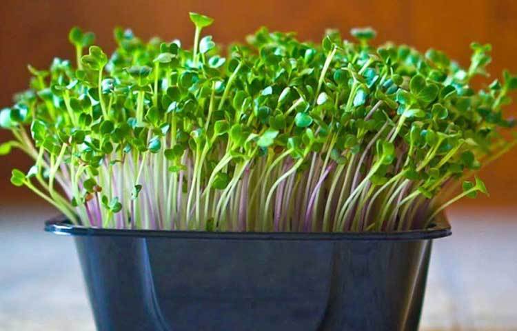 ভারতে চেন্নাইয়ের বাইরেও তার ব্যবসার প্রসার ঘটেছে। প্রতি মাসে তার আয় ৮০ হাজার টাকা!